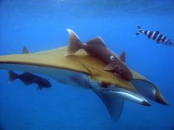 Devil ray, taken in the south coast of Tenerife/Spain, us... by Steven Withofs 